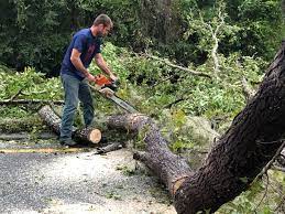 Professional Tree Care in Brocton, NY