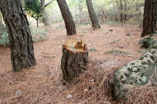 Best Arborist Consultation Services  in Brocton, NY