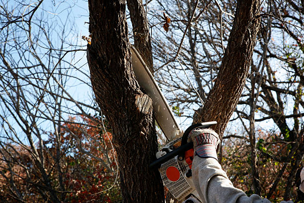 Best Hedge Trimming  in Brocton, NY