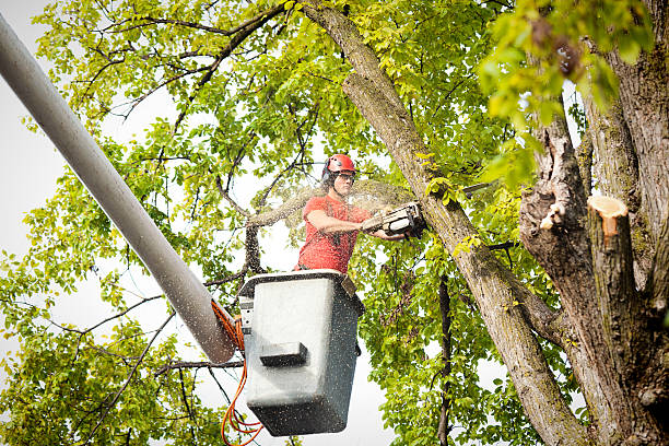 Best Hazardous Tree Removal  in Brocton, NY