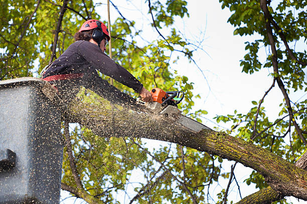 Lawn Watering Services in Brocton, NY