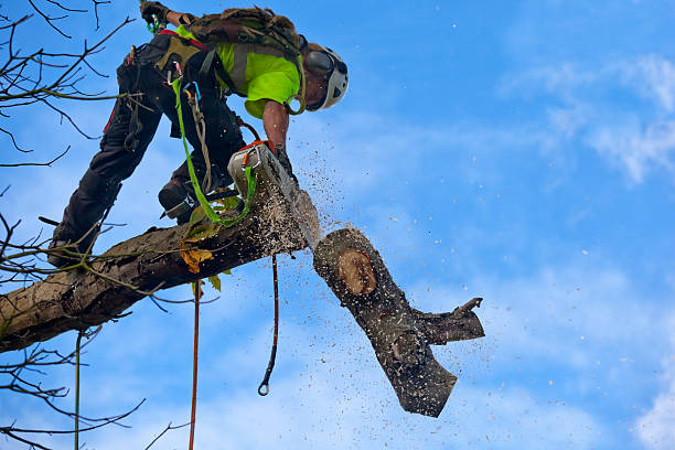 Best Commercial Tree Services  in Brocton, NY